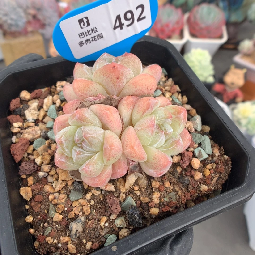 492 糖心冰玉多肉