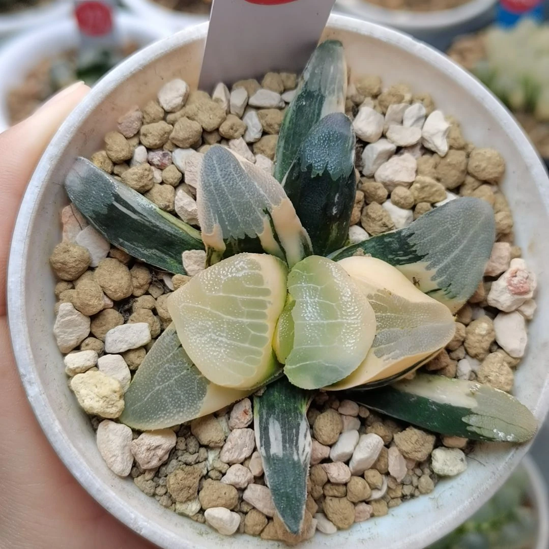 157号丸叶克锦糊斑趋势一物一拍带盆土发货