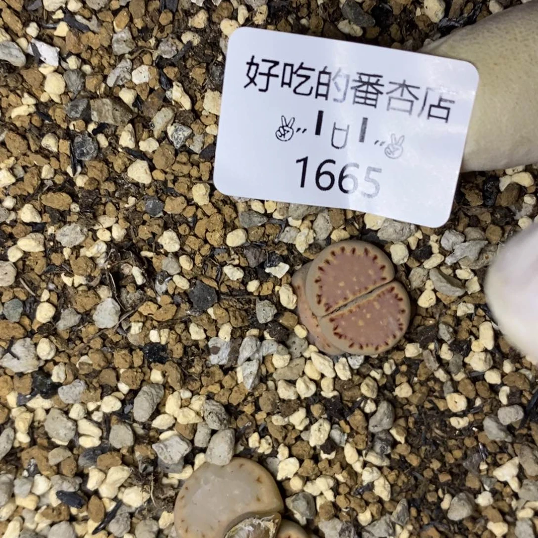 亓*1665。零下拍保温.18包邮.当天凑哦