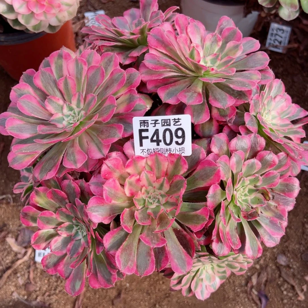 409红彤白尺寸23左右