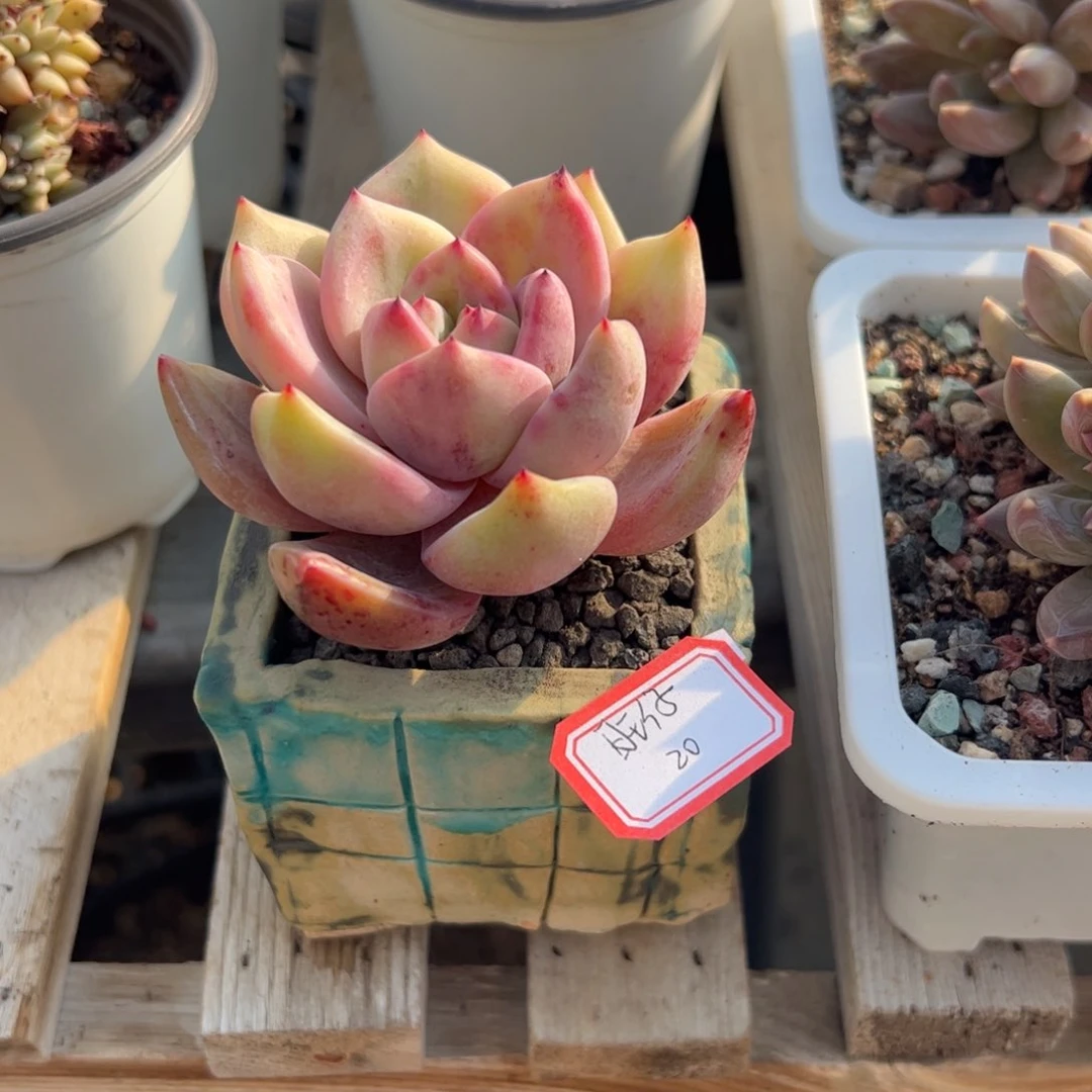 多肉植物多肉植物