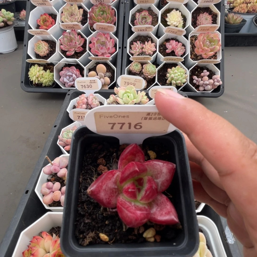 7716血罗罗密欧4.0厘米
