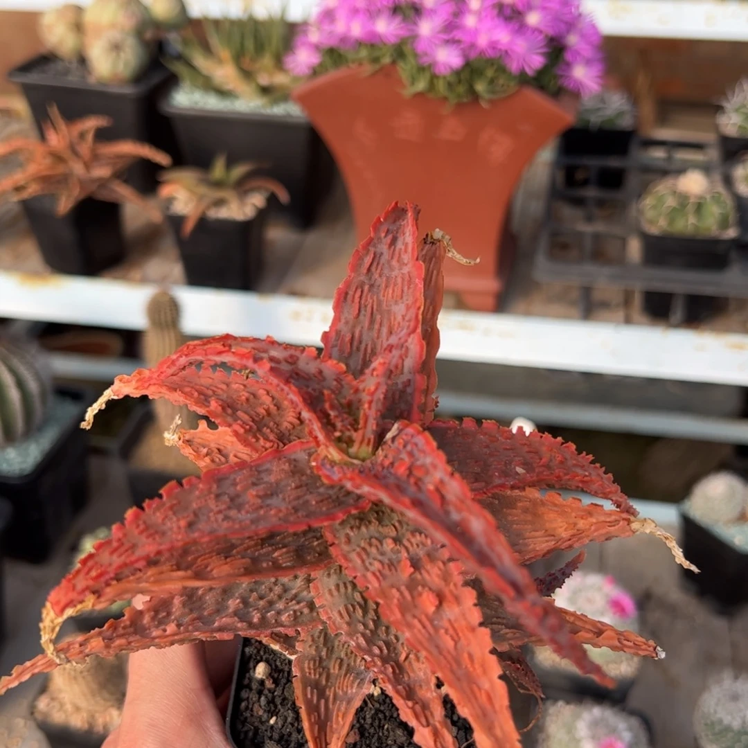 实生园艺芦荟 脱土发货