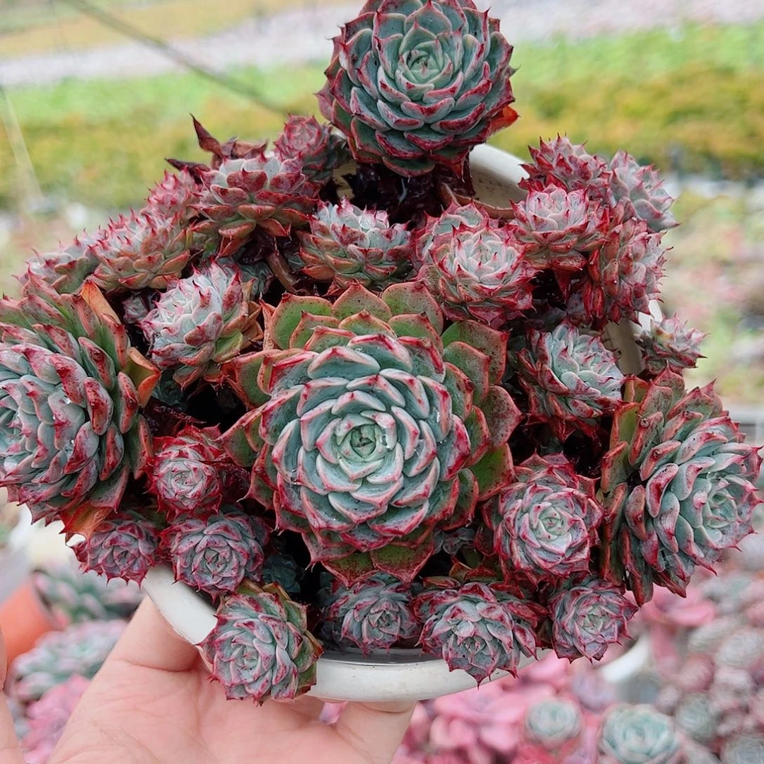 海滨格瑞带盆土精品特价