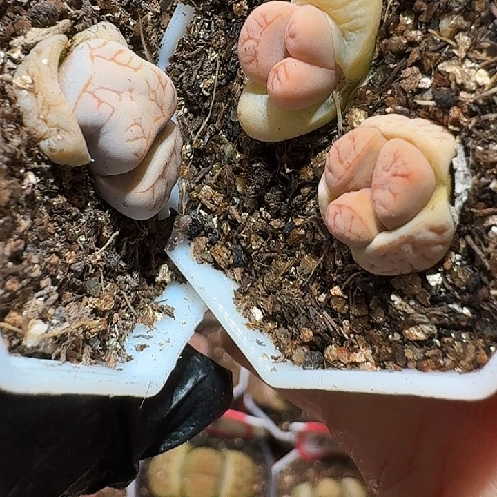 S****o生石花1111111。   329