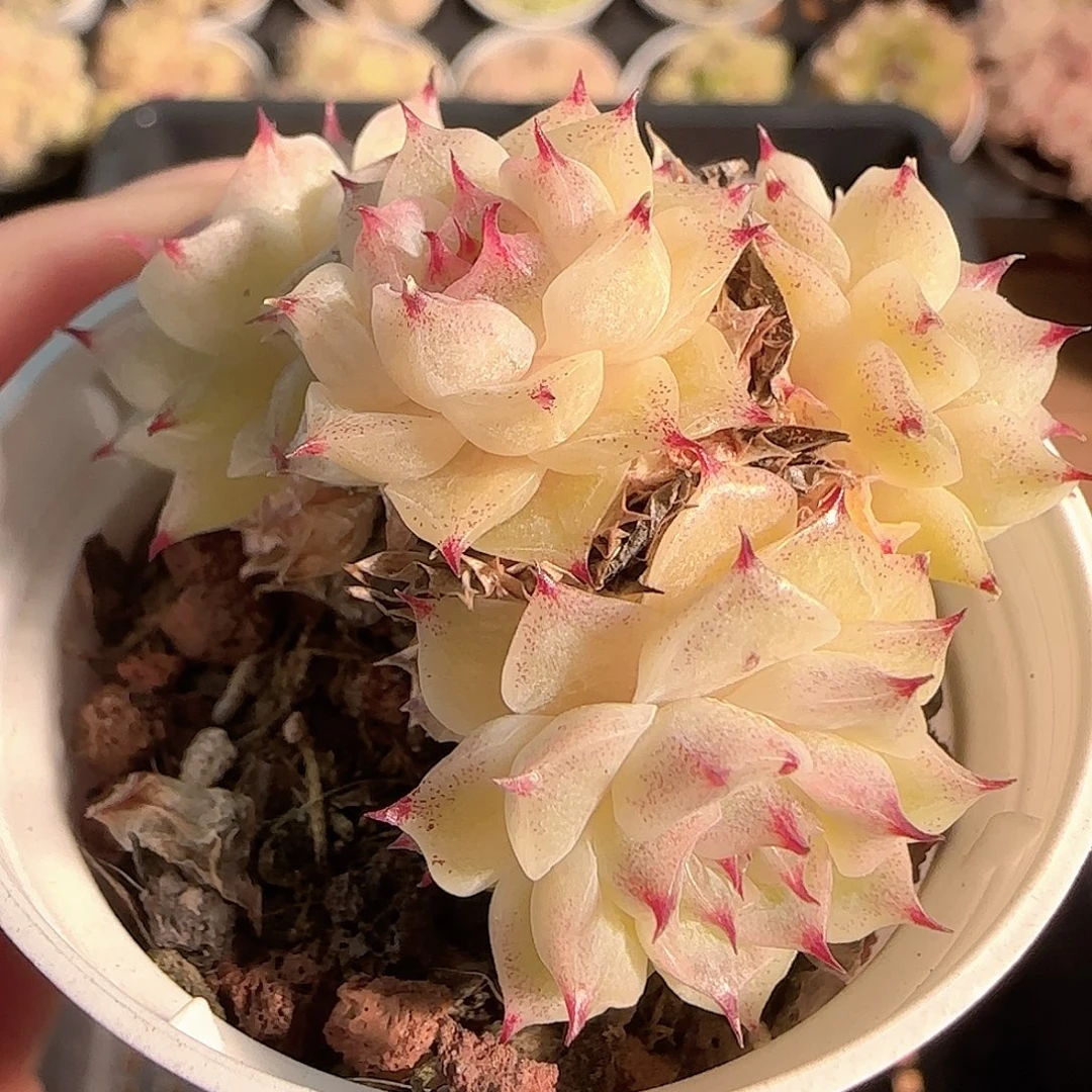 多肉1124-133麦秆群