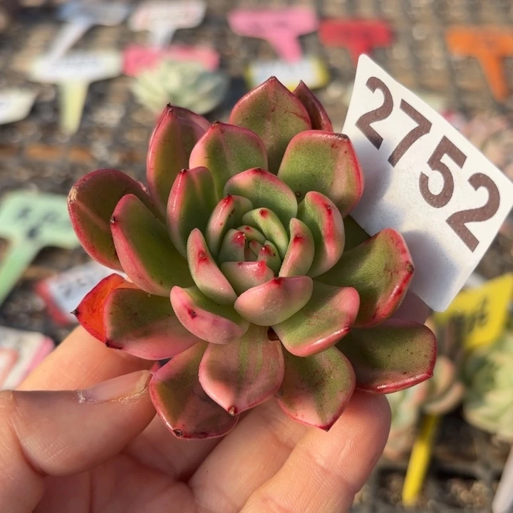 弗朗明戈锦满18包邮当场凑单