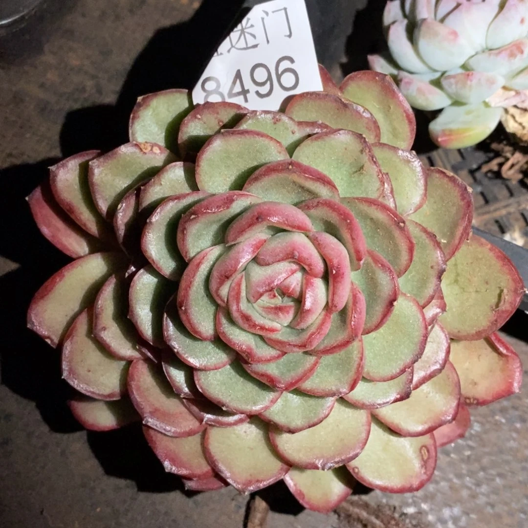 下播福利~8496~10厘米