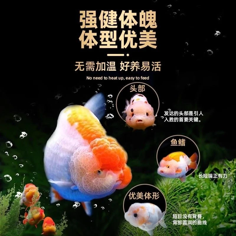 金鱼观赏鱼兰寿冷水鸿运当头金鱼淡水鱼