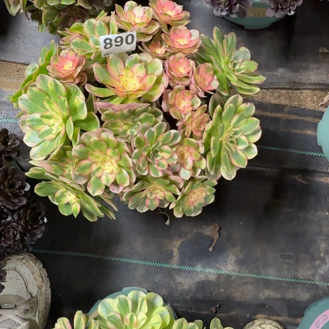 大荔枝多肉植物老庄890