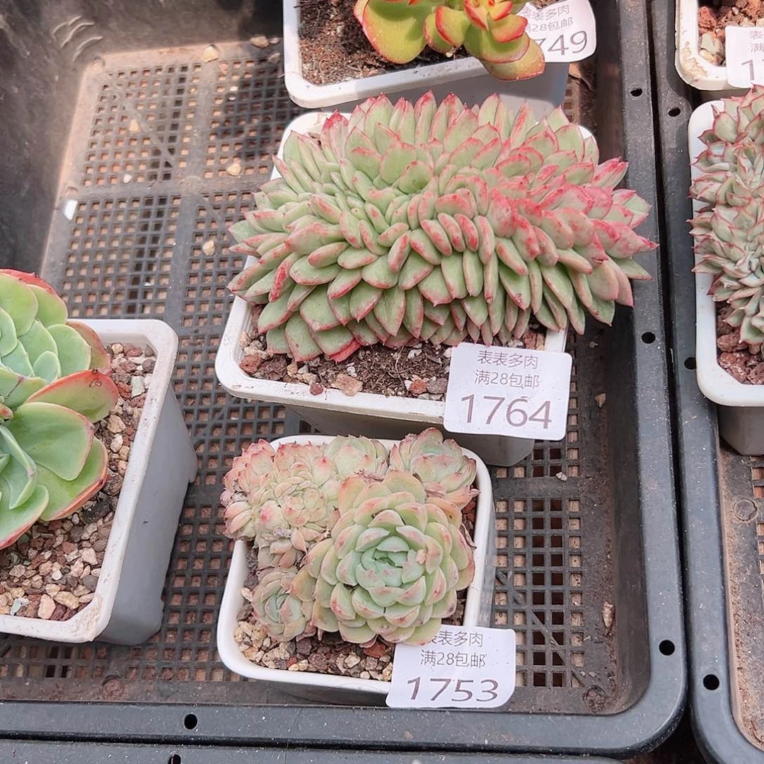 江****多肉一物一拍植物1764