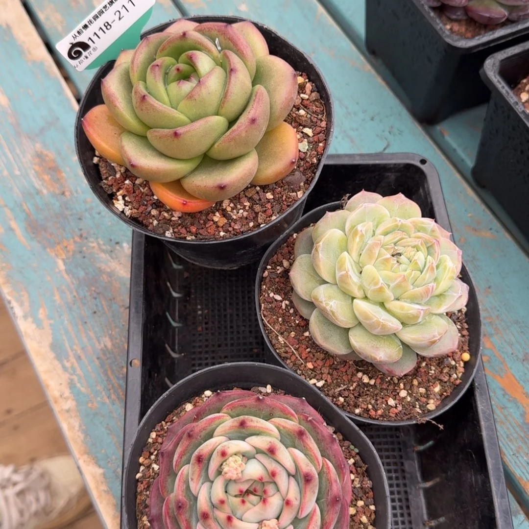 从前慢花园多肉编号1118-211