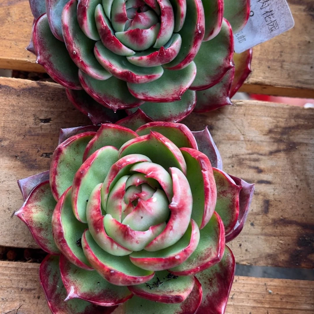 顺***g1.12-18惊鸿两个1111211