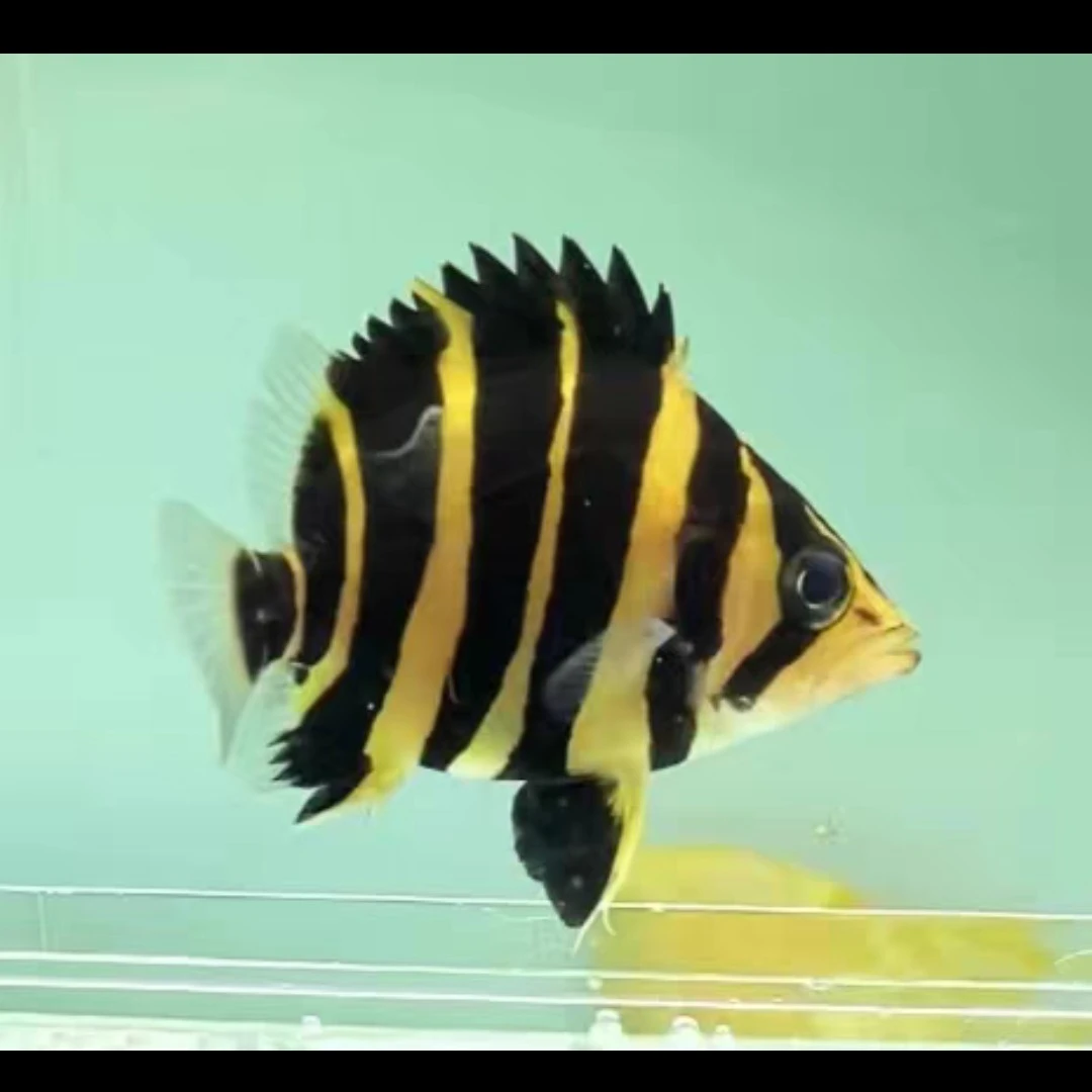 苏门答腊虎鱼印尼四纹虎包肚围脖热带鱼观赏鱼龙鱼配鱼