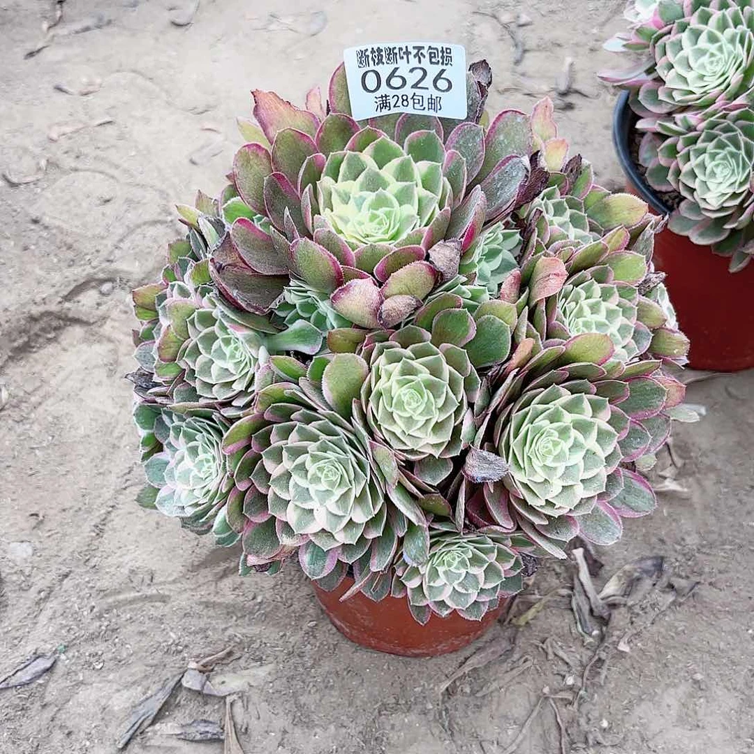 舒***安M. 626孔雀翎多肉1114