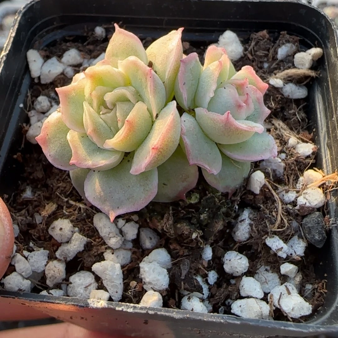 多肉小卡拉米糖心一物一拍