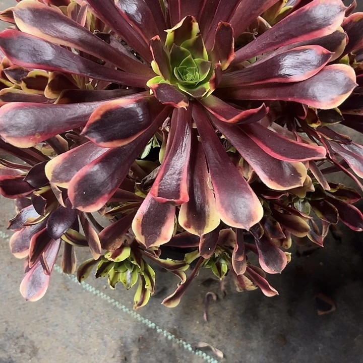 帅***神多肉植物欧嘉莉锦……