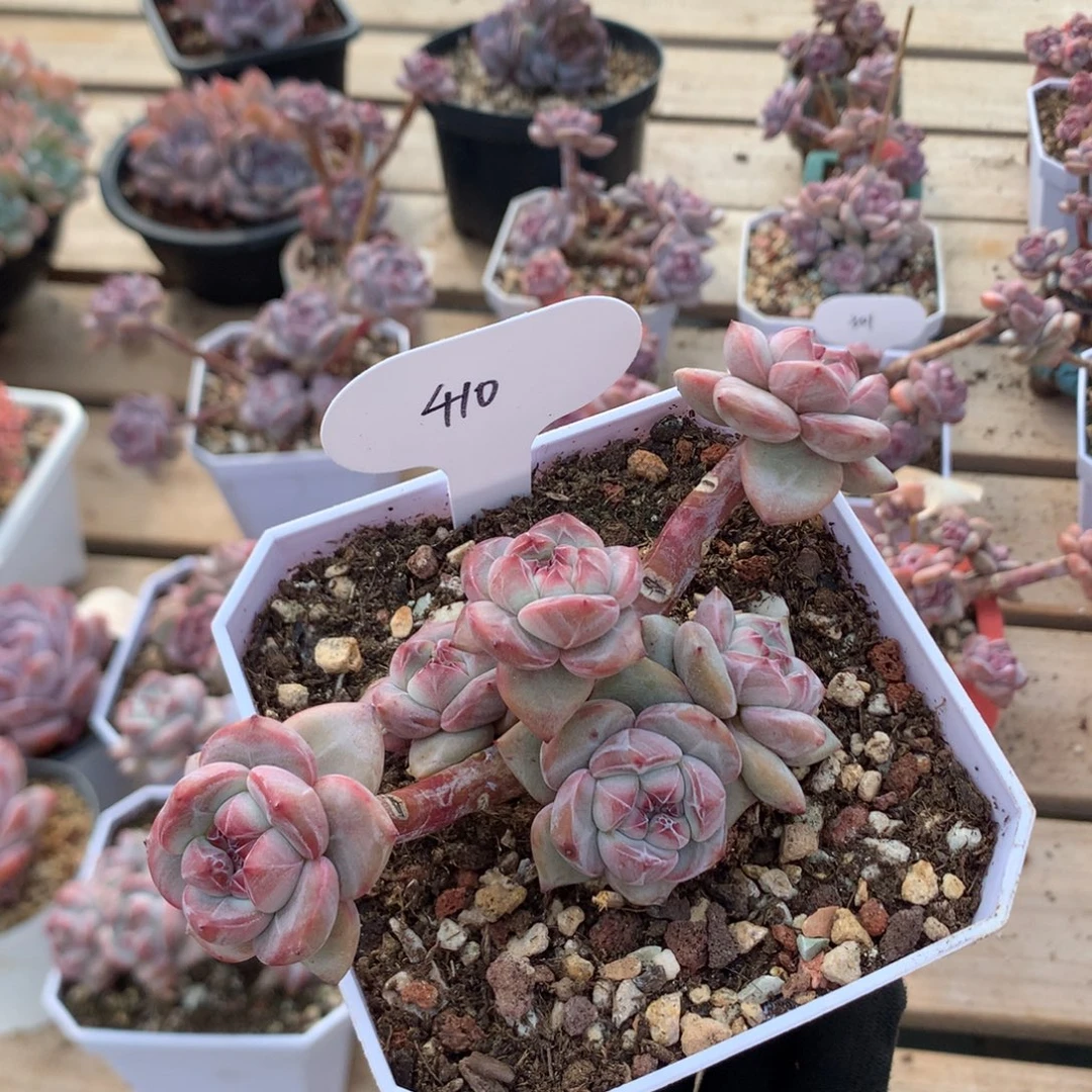 12厘米有砍无根石榴籽 小脸 410