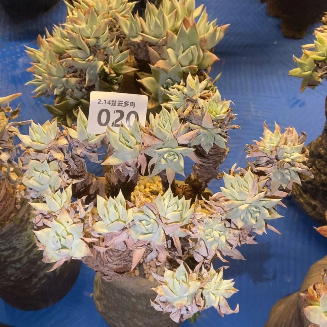 020多肉植物啦啦啦