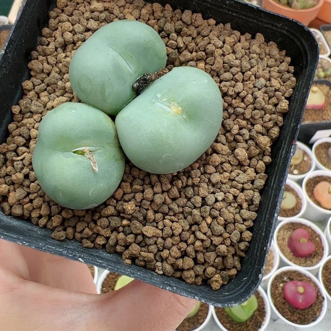 【闪购商品】95 大G