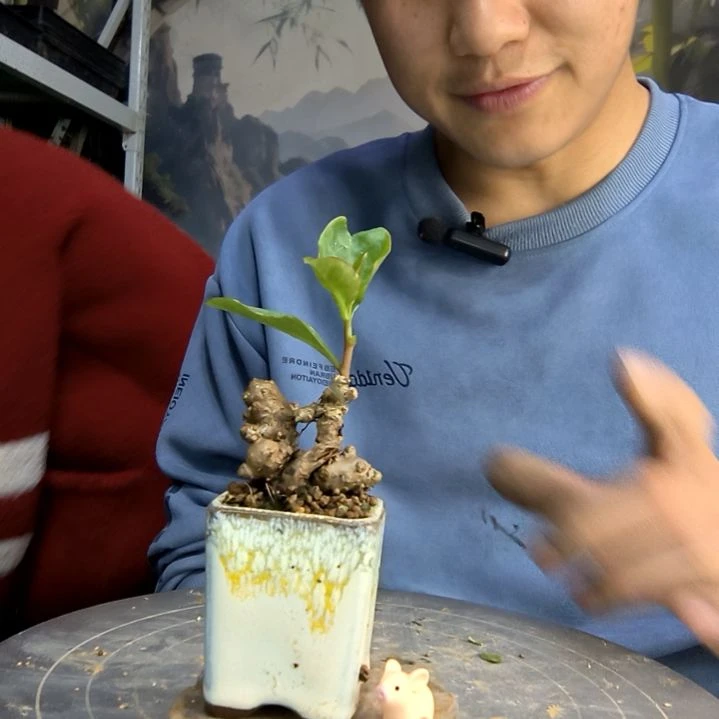 你****。中青园艺一物一拍149