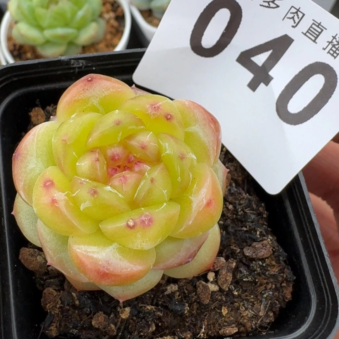 拿铁奶沫            精美多肉植物