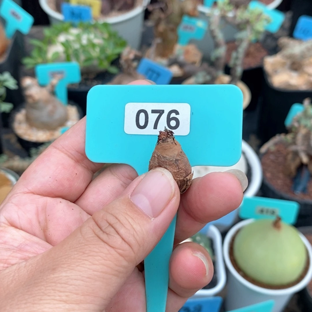 肾叶杨奎多肉植物