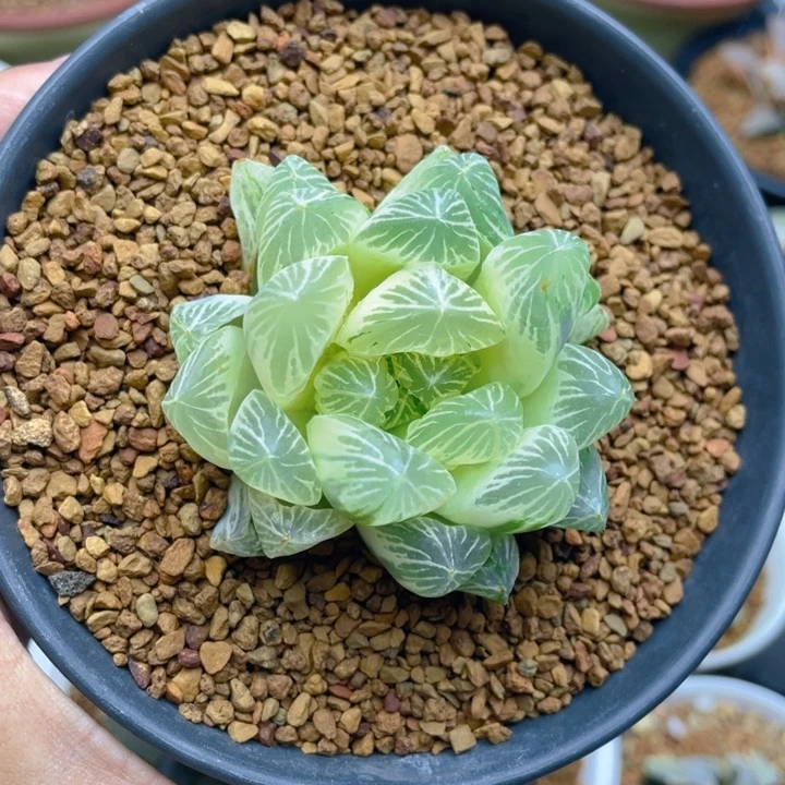 白蛇传实生玉露锦糊斑