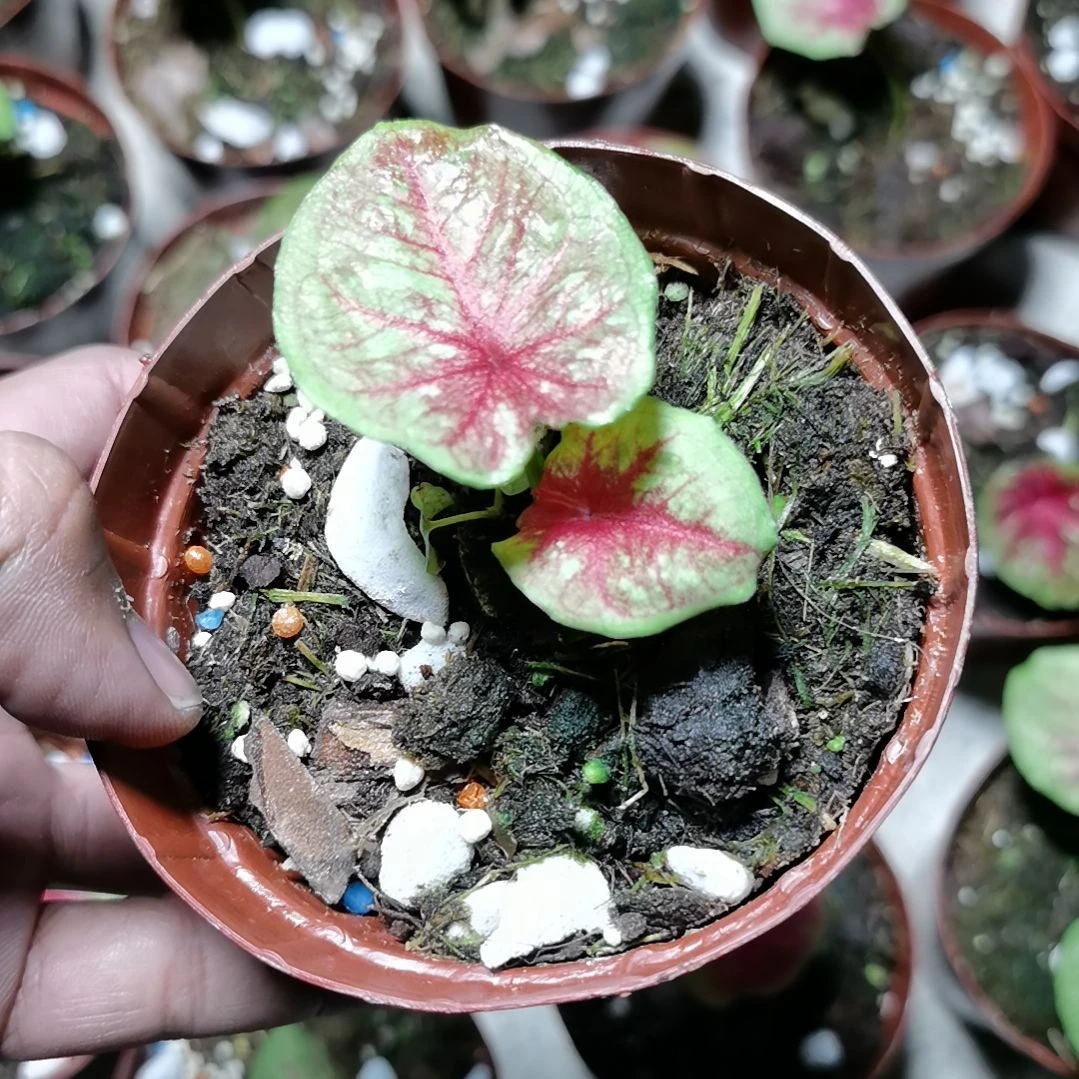 以实际为准A075小海