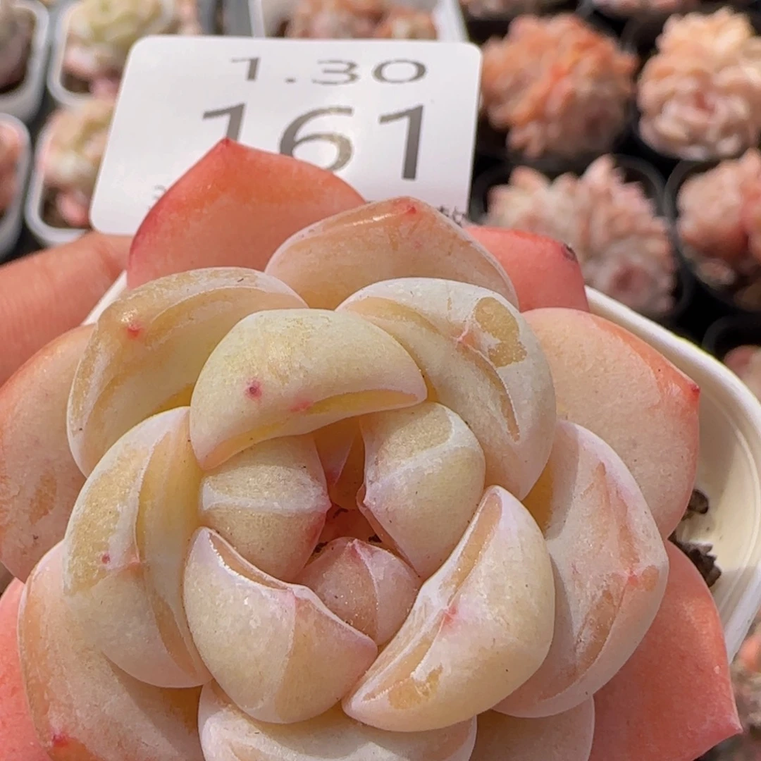 雪瓷单头一颗脱土发货