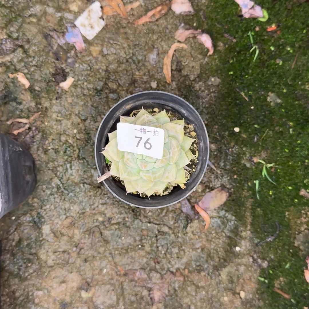 吴**亮补差价 一物一拍 76
