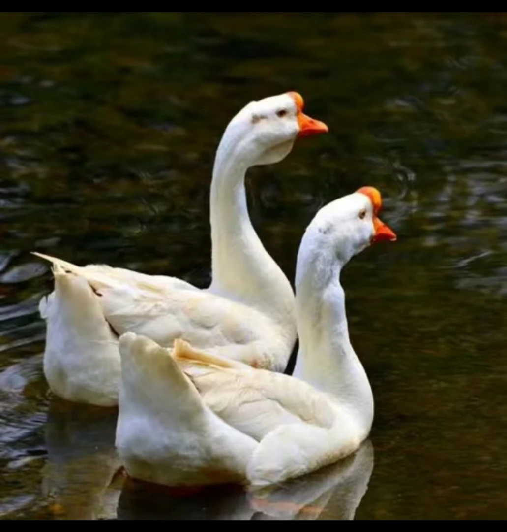 黑龙江散养笨大鹅，不送公鸡