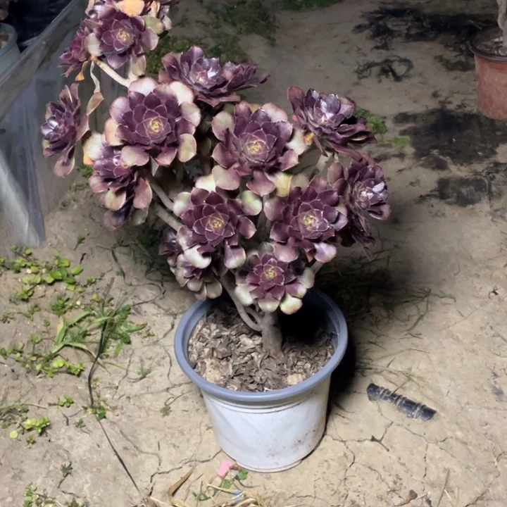 57黑法师多肉多肉植物