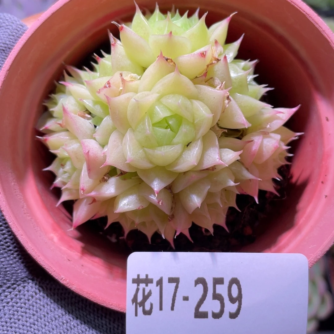 花利美17-259麦秆群