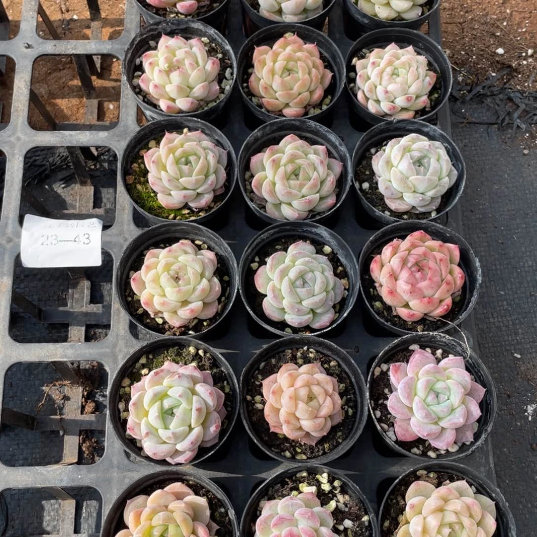 一物一拍18颗23-43