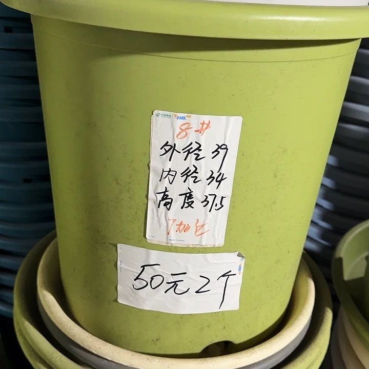 四季8号果绿无托5个特价