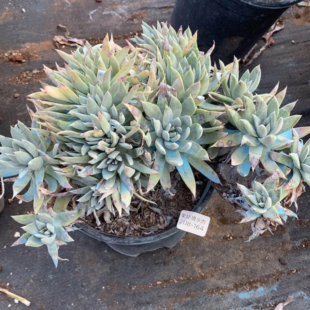 164号苹果叶大群瑕疵