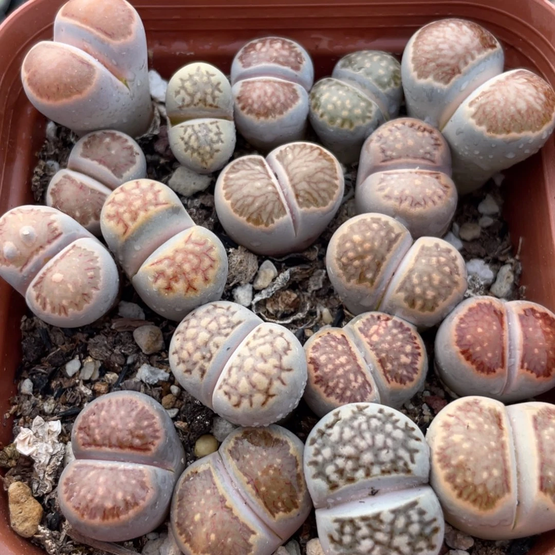 大盆特价一物一拍～38