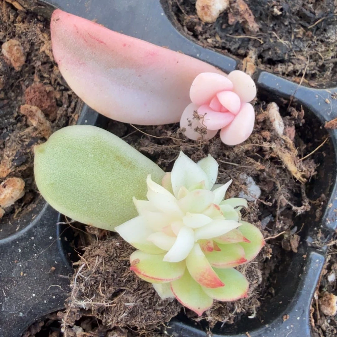 一颗多肉锦多肉锦业组