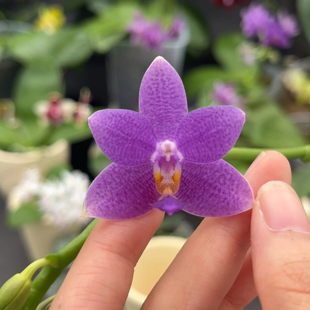完全开放2.5寸柳林蓝星开花株