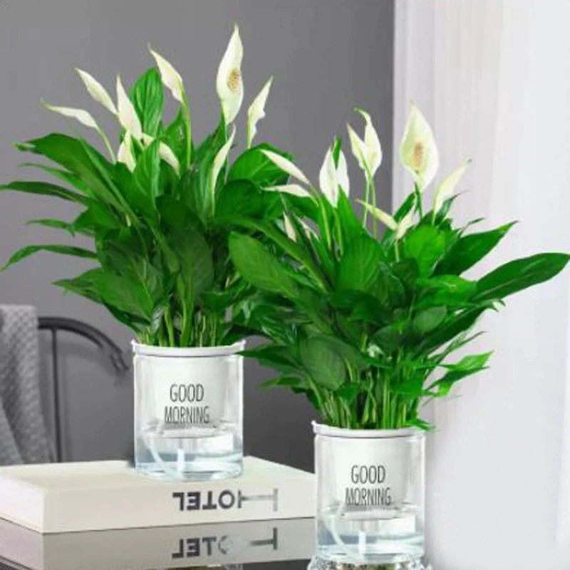 【买一送一】白掌盆栽一帆风顺水培植物室内好养花卉绿植四季开花