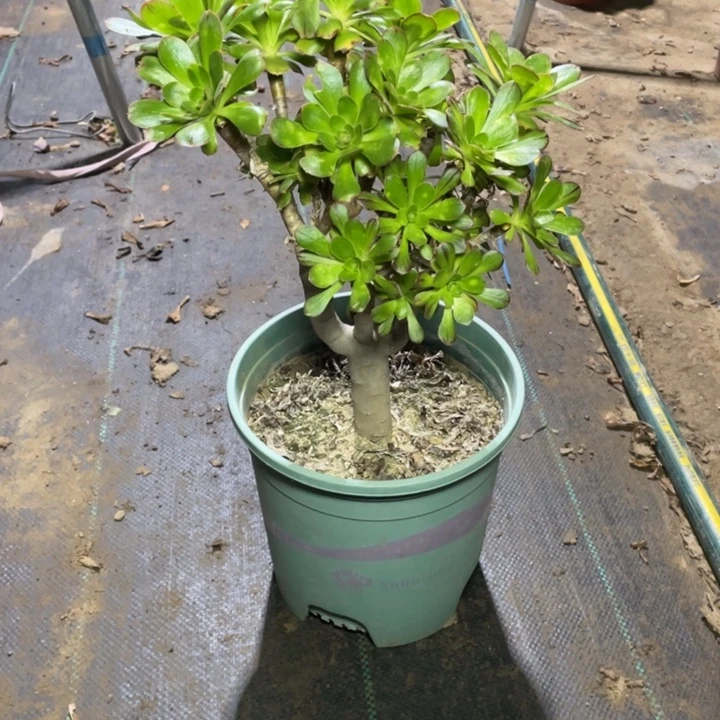 46V锦多肉植物多肉多肉