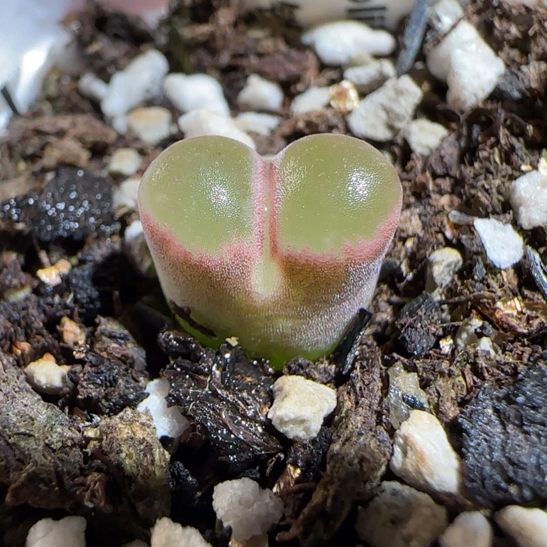 肉锥多肉植物组合-磁铁1084