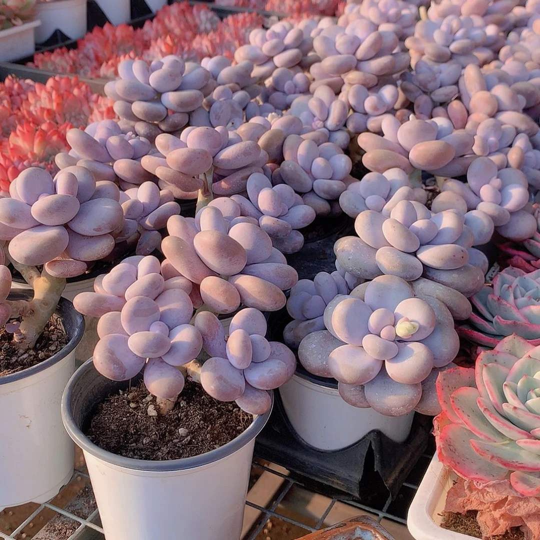 奶酪00000000000000000