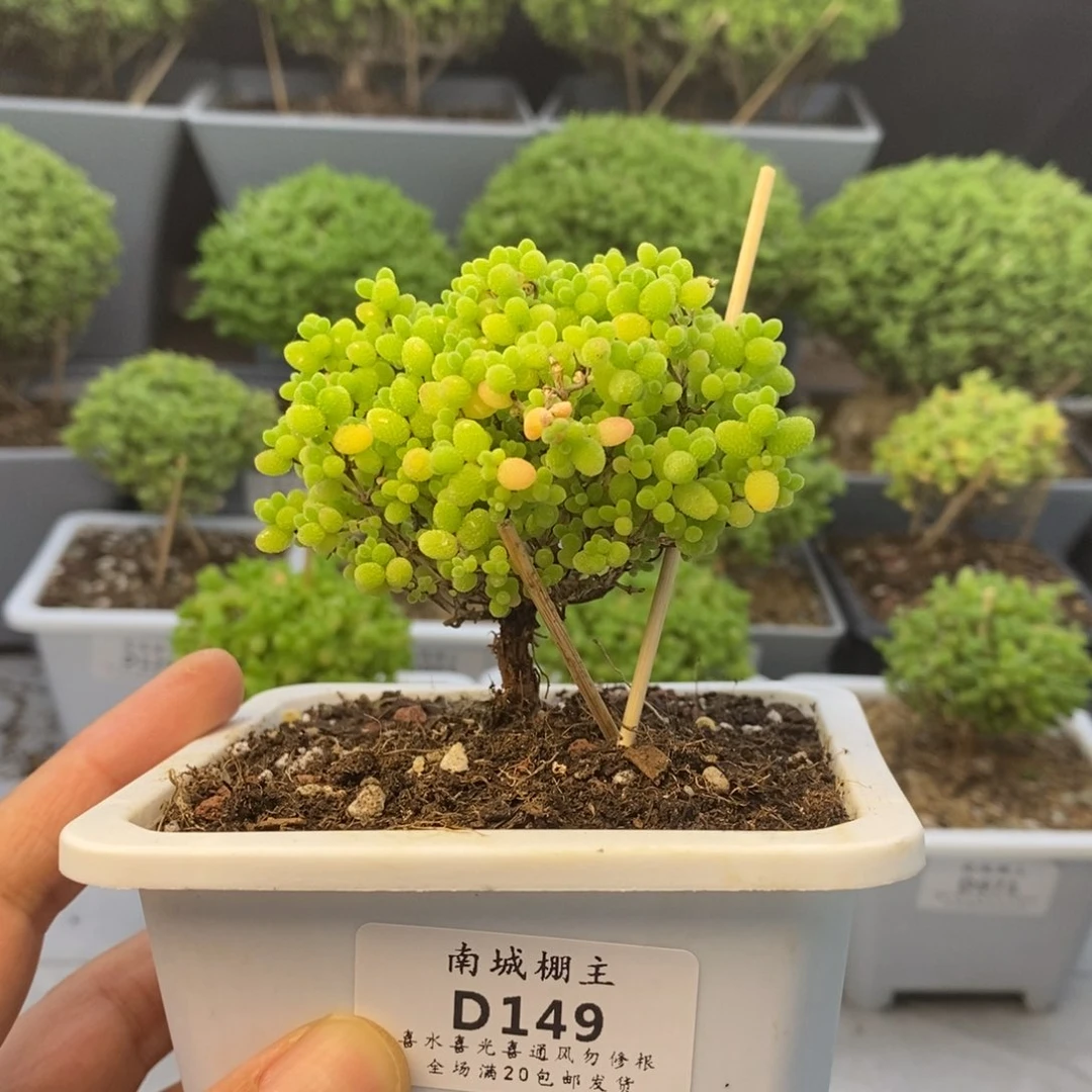 149蜜橘糖球枝干