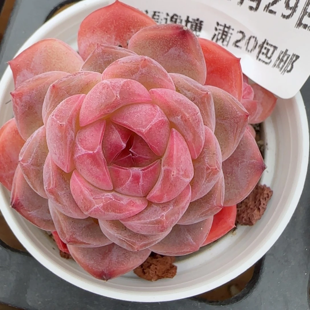 花语逸镜0129-586