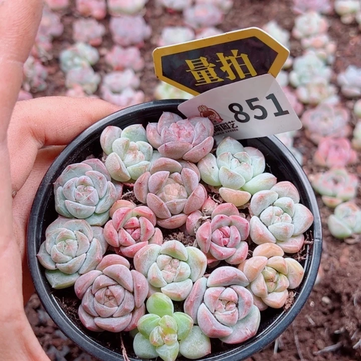 多肉植物多肉植物