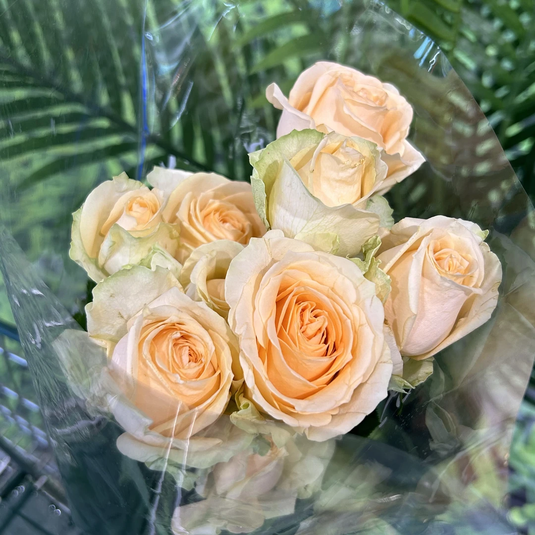 【银座优选】香槟玫瑰直发新鲜插花云南鲜花10支包邮