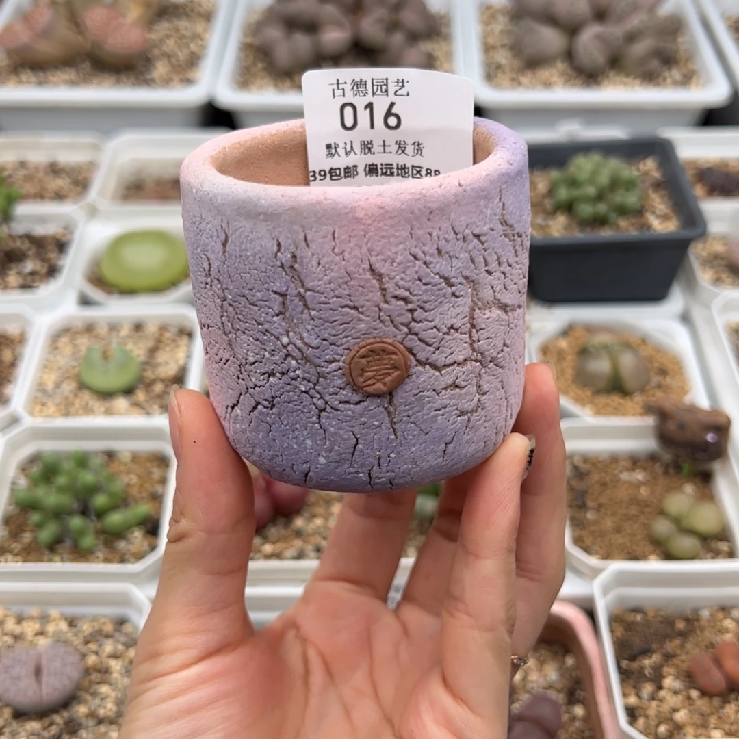 糯****016号 盆 多肉植物