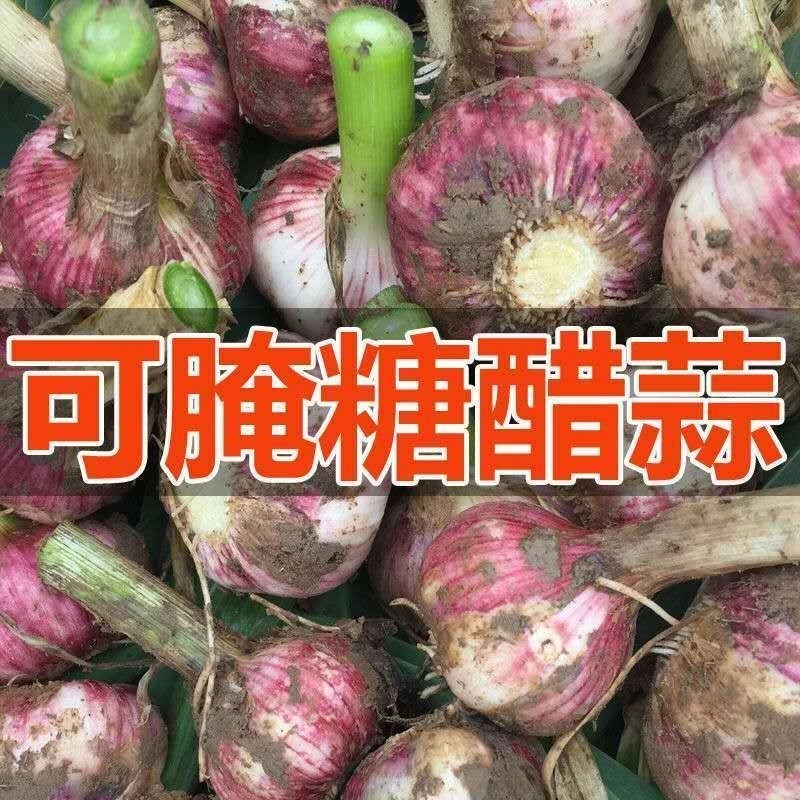 【十元5斤】今年新蒜紫皮蒜（可腌糖蒜）上午挖 下午发货